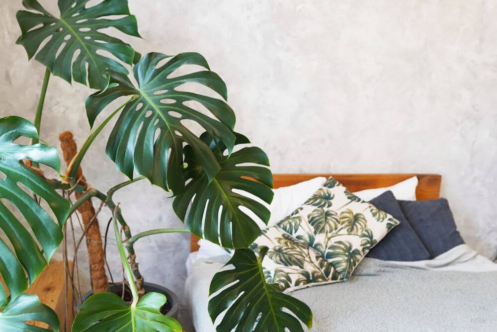 Monstera deliciosa w sypialni